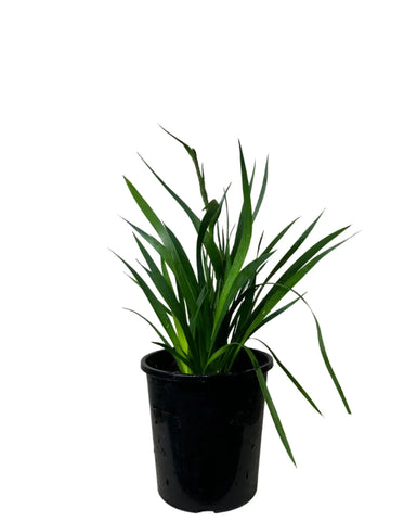 Anigozanthos Bush Ranger Red 1 Gallon Ht7 Dwarf Kangaroo Paw Bushes Live Plant Ht7