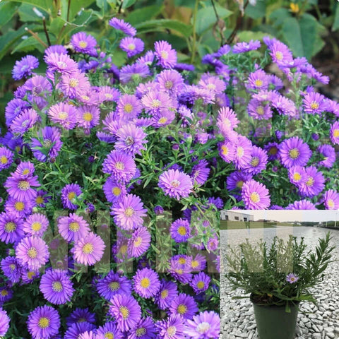 Aster Kickin Purple 1 Gallon Purple Flower Ground Covering Aster Compact Live Plant Outdoor Mr7Ht7