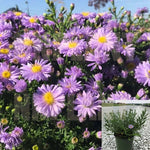 Aster Kickin Carmine Red 1 Gallon Compact Purple Live Plant Outdoor Mr7Ht7