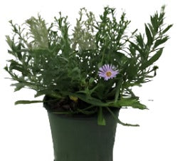 Aster Kickin Lavender 1 Gallon Compact Kickin Lilac Blue Herbaceous Perennial Live Plant Mgr7