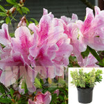 Azalea George Tabor 1 Gallon Pot Taber Shrub Plant Outdoor Live Plant Ho7