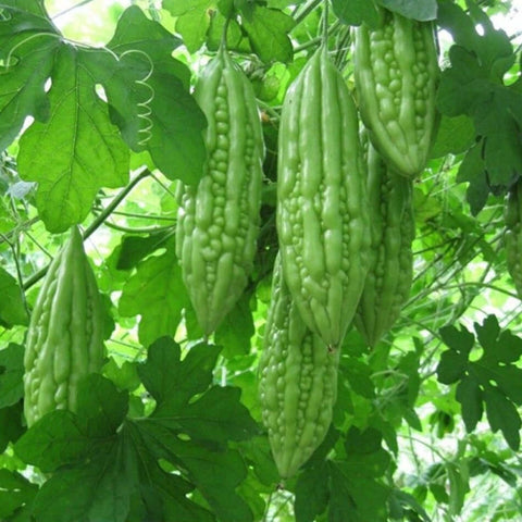 Bitter Melon Taiwan Large Seed Pack seed