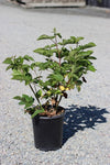 Blackberry Black Satin Thornless 5 Gallon Plant Thornless Blackberry Black Satin Plant Outdoor Fruit Tree Live Plant Best Dw7Ht7