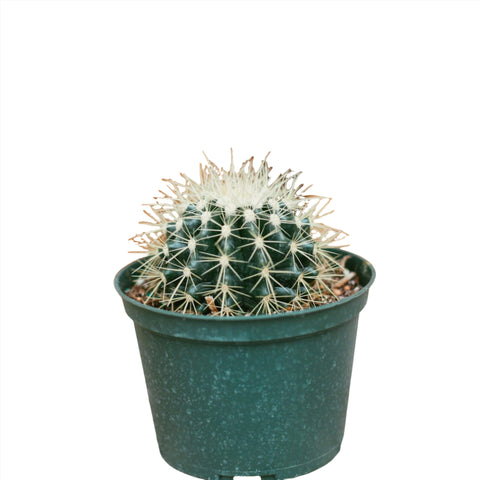 Golden Barrel Cactus 4inches Plant Kroenleinia Grusonii Plant Golden Outdoor Live Plant Ht7