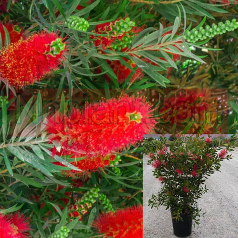 Callistemon Citrinus 5 Gallon Lemon Bottlebrush Tree Live Plant Mr7Ho7Fr7