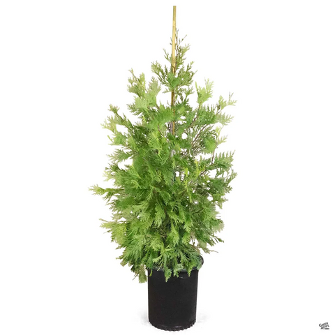 Calocedrus Decurrens 5 Gallon Incense Cedar California Incens Live Plant Ho7