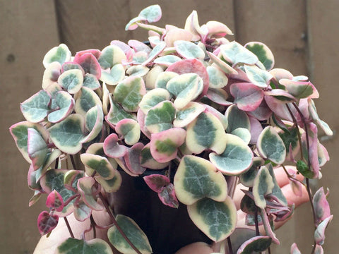 String Of Hearts Variegated 6Inches Plant Ceropegia Woodii Plant Hanging Basket Ht7