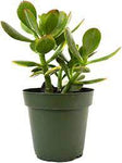 12 packs of 2 inches pot Crassula Ovata Plant Jade Money Tree Kerky Bush Plant Succulent Drought Tolerant Drought Ht7 Best