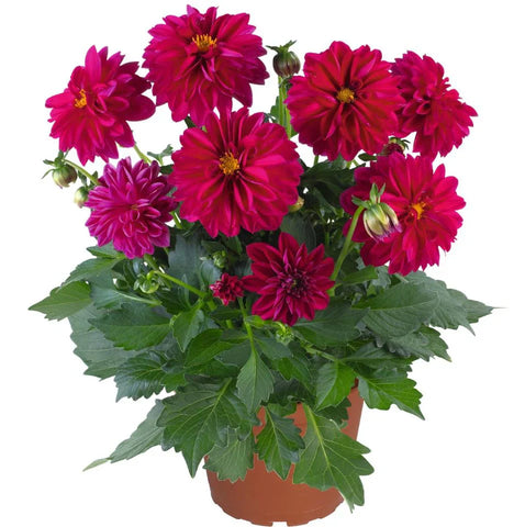 Dahlia Dahlinova Montana 1 Gallon Plant Dahlinova Series Plant Border Dahlia Plant Flower Live Plant Pr7Ht7