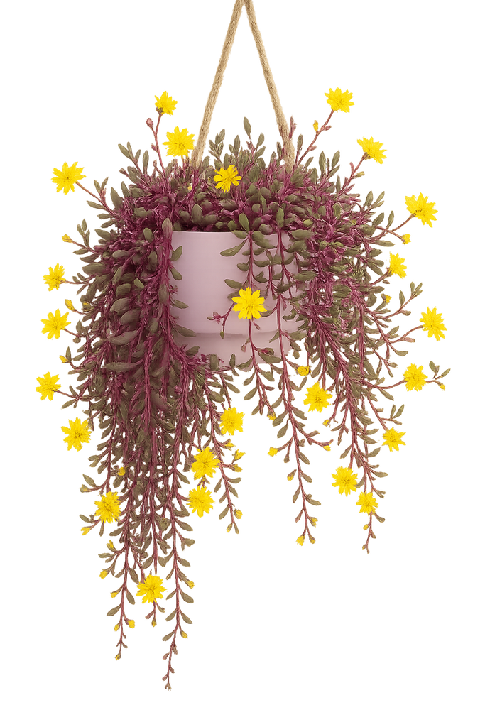 live succulent necklace Othonna Capensis Rare Ruby Necklace succulent Little Pickles Plant – NNplant