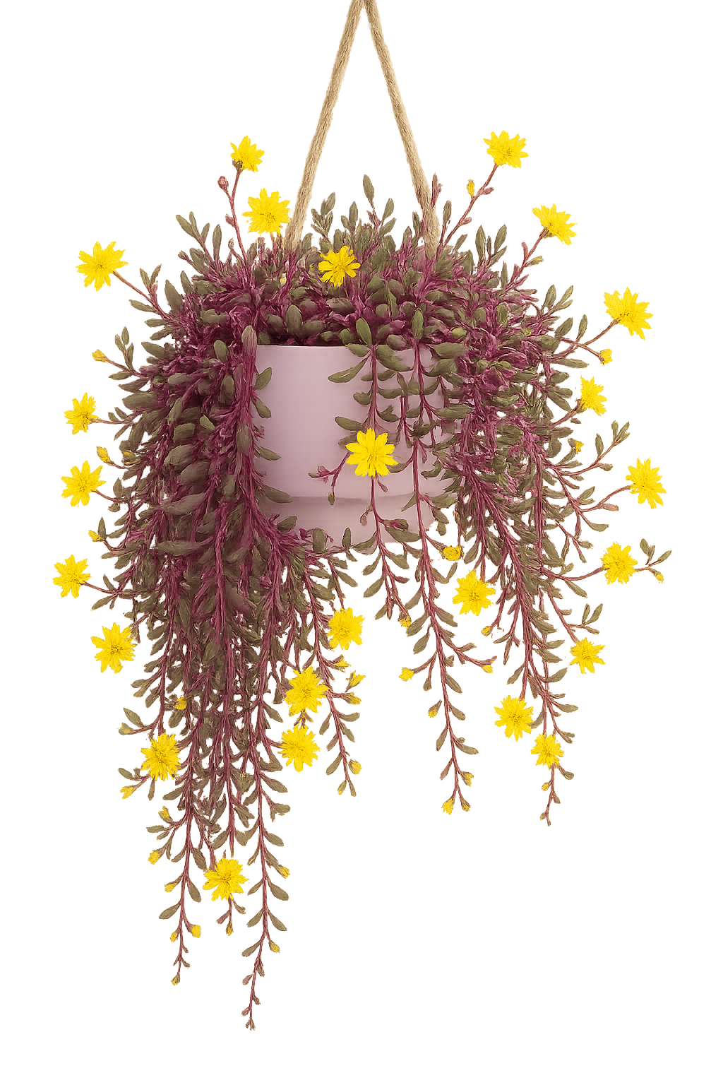 Succulents-cac – Tagged 