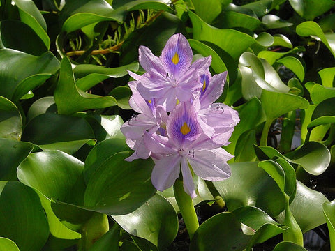 Water Hyacinth 4inches Pontederia Crassipes Plant Eichhornia crassipes Live Plant H7 best