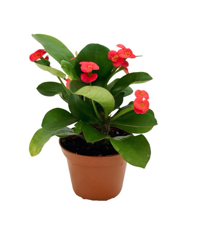 Euphorbia Milii Maxi Triton 4inches Plant Red Euphorbia Crown of Thorns Christ Thorn Live Plant Pr7