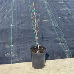 Jujube Lang On Jujube 3/8" Trunk 5 Gallon Plant Ziziphus Jujuba Outdoor Plant Fruit Tree Live Plant Best Dw7Ht7