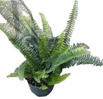 Fern Boston Fern Grower Indoor Air Purifier 5inches Pot House live plant