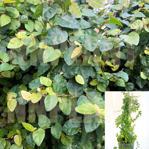 Ficus Pumila Repens Staked 1Gallon Ficus Pumila Staked 1Gallon Plant Creeping Fig Climbing Fig Live Plant Ho7