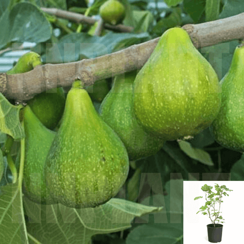 Fig Desert King 5Gallon Ficus Carica Plant Fruit Tree Outdoor Live Plant Dw7Ht7