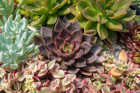 3 Cuttings Rosette Succulent Collection Succulent House Succulent Live Plant Not Rooted