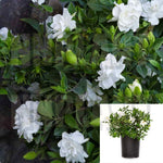 Gardenia Veitchii 5Gallon Plant Everblooming Gardenia White Plant Outdoor Full Live Plant Ht7