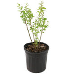 Goji Berry 5 Gallon Plant Wolfberry Plant Lycium Barbarum Plant Outdoor Fruit Tree Live Plant Dw7Ht7
