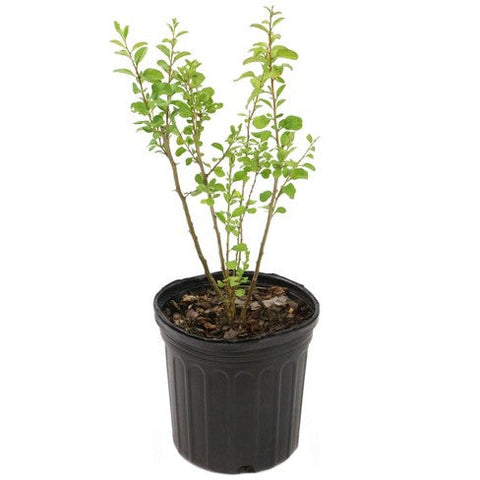 Goji Berry 5 Gallon Plant Wolfberry Plant Lycium Barbarum Plant Outdoor Fruit Tree Live Plant Dw7Ht7