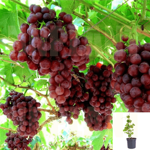Grape Flame Seedless 2Gallon Flame Seedless Red Grape Fruit Live Plant Outdoor Gr7 Fr7