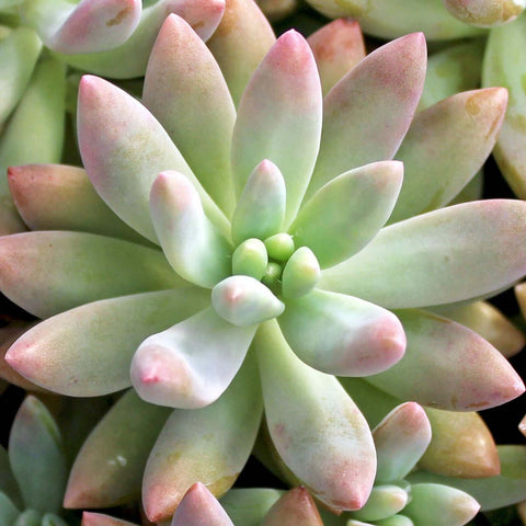 10 Cuttings Graptosedum Darley Sunshine Graptosedum Plant Not Rooted