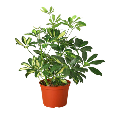 Umbrella Tree Variegated 1 Gallon Ht7 Plant Dwarf Umbrella Tree Plant Umbrella Shrub Plant Live Plant Ht7