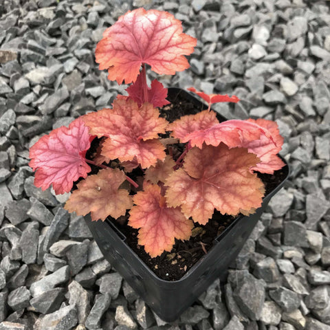 Heuchera Splendens Firefly 10Packs Of 1 Quart Plants Coral Bells Red Live Plant Mr7