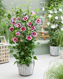 Hibiscus Syr Minerva Multi 5 Gallon Mr7 Live plant Hibiscus Shrub