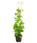 Hops Humulus Lupulus Centennial 5 Gallon Plant Hops Centennial Plant Outdoor Fruit Tree Live Plant Dw7Ht7