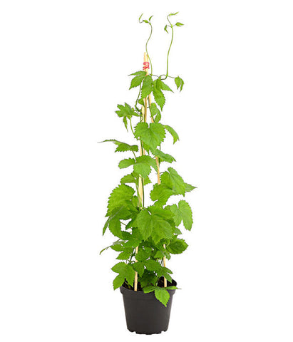 Hops Humulus Lupulus Centennial 5 Gallon Plant Hops Centennial Plant Outdoor Fruit Tree Live Plant Dw7Ht7