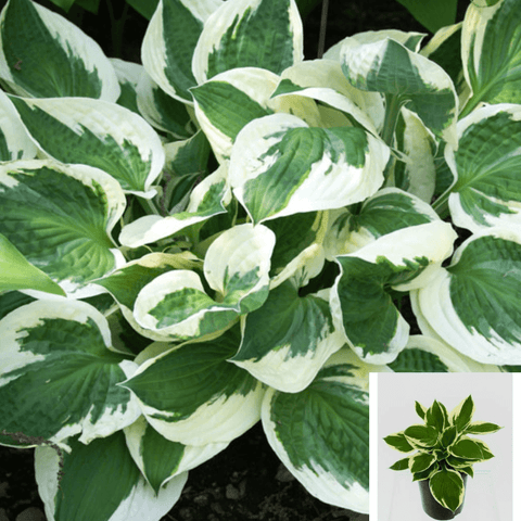 Hosta Patriot 1 Gallon Plantain Lilies Plant Perennial Live Plant Ho7