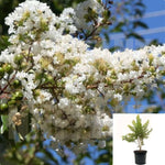 Lagerstroemia Indica Fau Natchez 5Gallon Lagerstroemia Indica Natchez 5Gallon Crepe Mrytle Plant Tree Outdoor Flower Live Plant Gg7