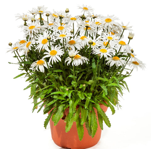 Leucanthemum Darling Daisy 6Inches Pot Plant Perennial Plant Daisy Galaxy Red Plant Bruisewort Galaxy Red Live Plant Out