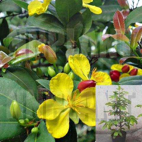 Ochna Atropurpurea 1 Gallon Ht7 Mickey Mouse Plant Flower Live Plant Cay Hoa Mai Vang Tu Qui