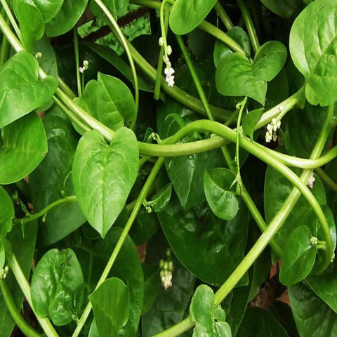 Malabar Spinach Green Vine seed packet