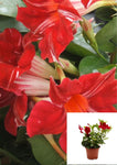 Mandevilla Stars Stripes 1Gallon House Live Plantbell Flower T Ht7 Mandevilla Stars & Stripes Vining Climber Shrub Matur