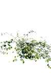 Wirevine 4inches Plant Maidenhair Vine Plant Creeping Wire Vine Plant Mattress Wire Weed Pot Pr7
