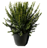Myrtus Compacta Variegata 5 Gallon Myrtus Communis Compacta Variegated Variegated Live Plant Fht7