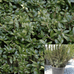 Myrtus Communis 5 Gallon Dwarf Myrtle Compact Evergreen Shrub Live Plant Ho7 Gr7