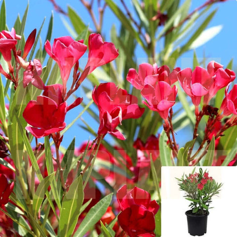 Nerium Red Standard Tree 5Gallon Oleander Dwarf Red Plant Flower Live Plant Gr7Ho7Fr7