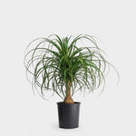 Ponytail Palm Bottle Palm 6Inches Beaucarnea Great Indoors Pgh Live Plant Round Ht7 Best