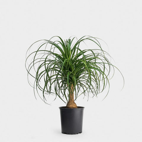 Ponytail Palm Bottle Palm 6Inches Beaucarnea Great Indoors Pgh Live Plant Round Ht7 Best