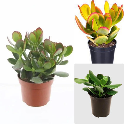 Combo Of 3 Jades Plant 4Inches Pot Sunset Jade Plant Green Jade Ovata Green Ovata Plant Succulent Drought Tolerant ht7