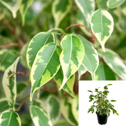 Ficus Benjamina Variegated Plant Ficus Variegated Weeping Fig 1 Gallon Live Plant Ht7 Best