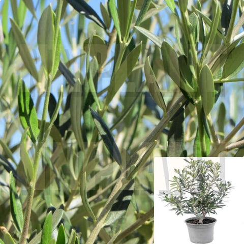 Olea Europaea Vito Multi 1Gallon Pot Olea Europaea Subsp European Olive Plant Shrub Outdoor Live Plant Ho7
