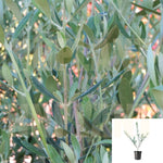 Olive Manzanillo 5Gallon Plant Olea Europaea Plant Fruit Tree Ourdoor Live Plant Dw7Ht7