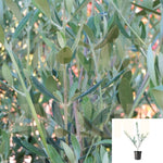 Olive Manzanillo 5 Gallon Plant Olea Europaea Plant Fruit Tree Ourdoor Live Plant Best Dw7Ht7