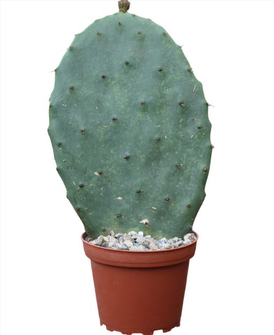 Mission Cactus Prickly Pears Plant Opuntia Ficus Indica 5Gallon 2 Ft Tall Live Plant Ht7 Best